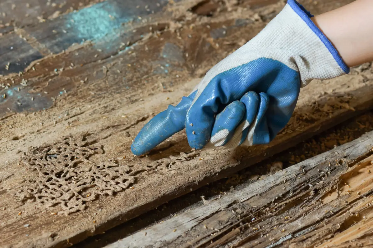 Termite damage in wood inspected for subterranean vs. drywood termites in Clarksdale