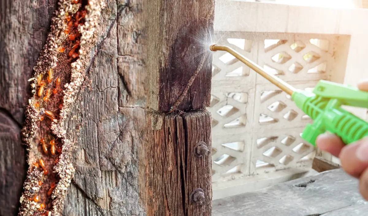 Seasonal pest control treatment for termites at a North Mississippi home